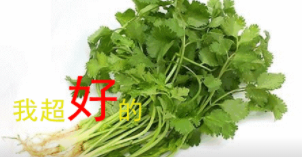 香菜的营养价值有哪些?多吃香菜对身体有哪些好处? 香菜的营养价值有哪些?多吃香菜对身体有哪些好处?