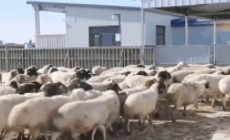 河北一村民的羊被牵走做核酸?官方回应,究竟是吃肉还是怎么回事?