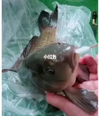 上海给鱼做核酸掰开鱼嘴塞棉签？为啥上海防疫要给鱼做核酸？