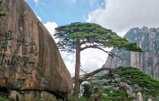 迎客松无客可迎,黄山旅游业遭重创,造成这种情况的原因是什么?