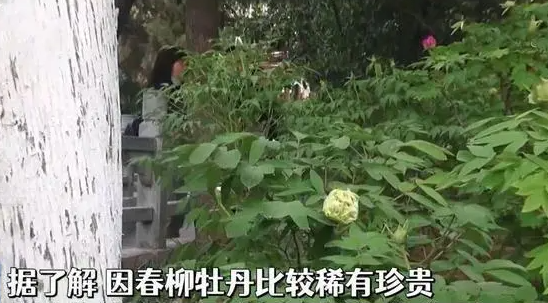 价值10万稀有绿牡丹被摘?公园回应:没有网传那么贵