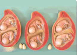 胎儿的发育过程是怎样的?胎儿发育过程中的变化
