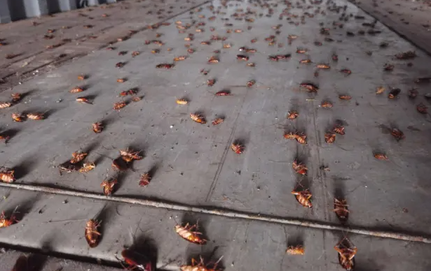 厦门海关空箱中截获2000只活蟑螂，活蟑螂身上可能携带多种有害病菌！