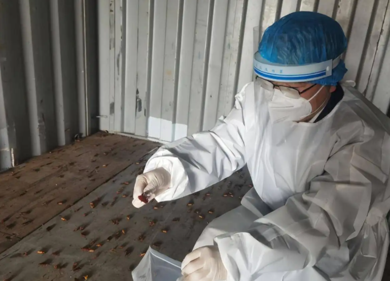 厦门海关空箱中截获2000只活蟑螂，活蟑螂身上可能携带多种有害病菌！