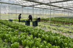 上海市抢种蔬菜8万多亩,日均上市量已恢复到2000吨以上!