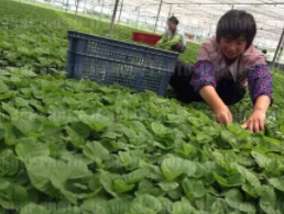 上海市抢种蔬菜8万多亩,日均上市量已恢复到2000吨以上!