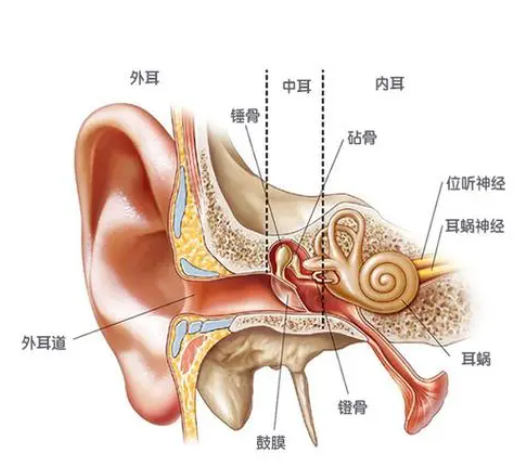 耳朵是油耳朵的原因是什么?油耳朵怎么治疗能变回干耳?