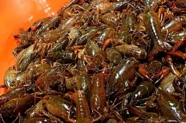 小龙虾里真的有寄生虫吗？如何处理小龙虾里的寄生虫？