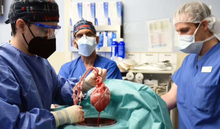 全∮国首例接受猪心脏移植病人死亡是◆否与猪病毒有关?仅存活两个月