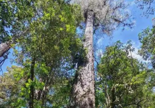 西藏发现中国大陆已知最高的树 76.8米成名副其实的新“树王”