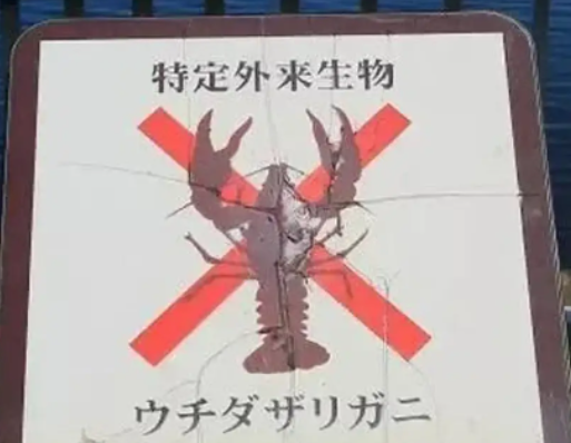 可能危害生态体系日本立法禁售小龙虾  日本立法禁售小龙虾