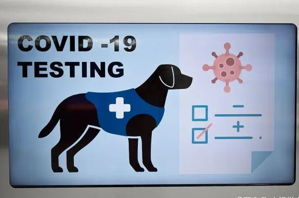 狗可嗅出新冠病毒?研究表示准确率高达94%!短期培训即可上岗!