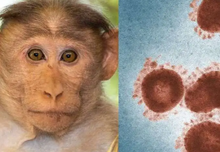多国发现猴痘病例存多条传播链，世卫组织：暂无针对性治疗方法