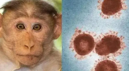猴痘病例四起 会传入中国吗?是否会引发大流行?