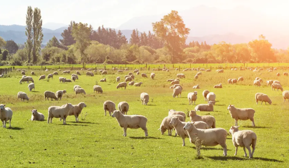 新西兰计划征收牛羊打嗝费？ 温室气体主要来源？新西兰计划征收牛羊打嗝费