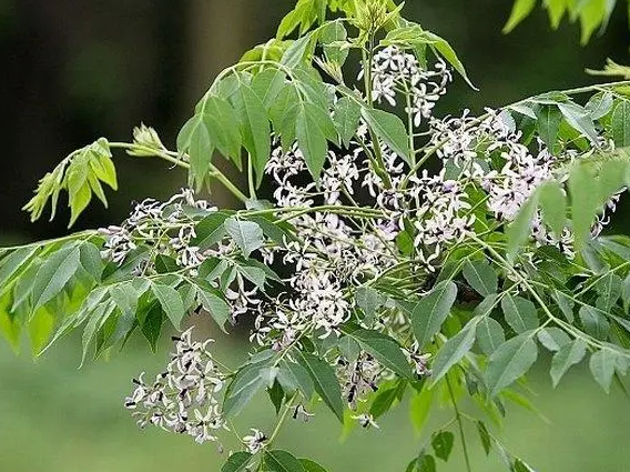 宝宝蛔虫病吃苦楝皮有用吗?【苦楝皮煮水喝治疗蛔虫病】