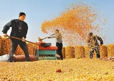 多措并举确保颗粒归仓,刘保银:把损失率降低到2%以下!
