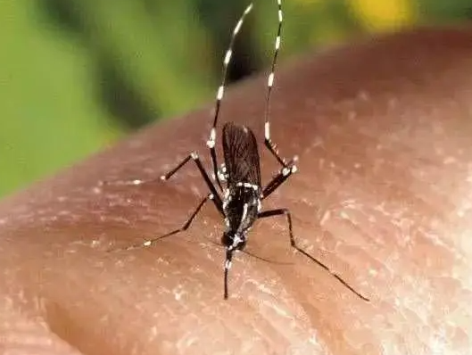 夏日毒瘤——蚊子,身上没有几个蚊子包都是对夏天的不尊重