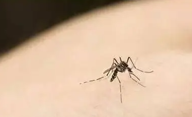 到底什么血型最招蚊子?蚊子真的是血型识别器吗