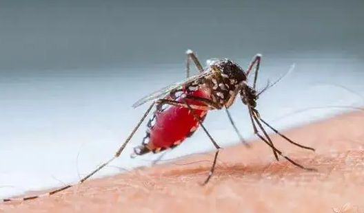 到底什么血型最招蚊子?蚊子真的是血型识别器吗