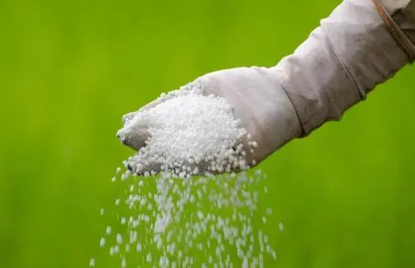 化肥成本上升需求增长 或导致以印度为首的全球大米价格上涨