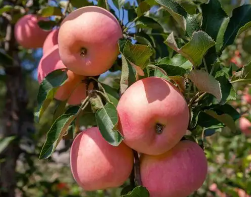 吃水果多的人皮肤真的会很好吗（多吃这些水果对身体有帮助）