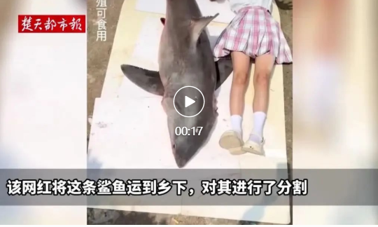 警方认定网红用濒危大白鲨做美食(大白鲨可以食用吗?)