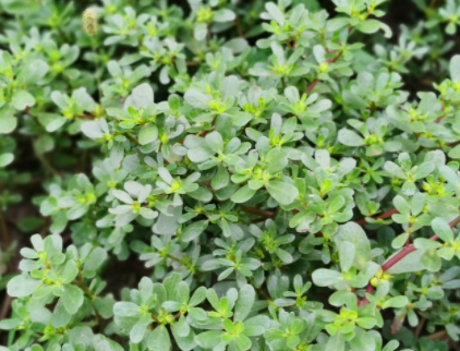 马齿苋有哪些食用和药用价值?采摘食用马齿苋需要注意什么?