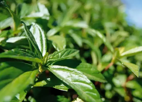 枇杷叶煮水放冰糖还是蜂蜜好(枇杷叶煮水一次用多少克)