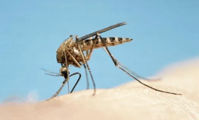 夏天蚊子最爱叮哪类人?(不想被蚊子叮要注意这些!)