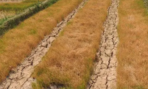 湖北超过100万人参与抗旱 助力农民保产保收湖北超过100万人参与抗旱