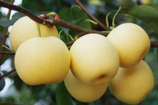秋季经常吃梨的好处，改善肠道健康，生津润肺
