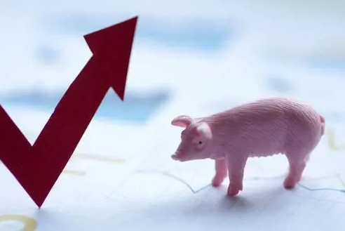 9月开始投放猪肉储备(9月猪价格会上涨吗) 9月开始投放猪肉储备(9月猪价格会上涨吗)