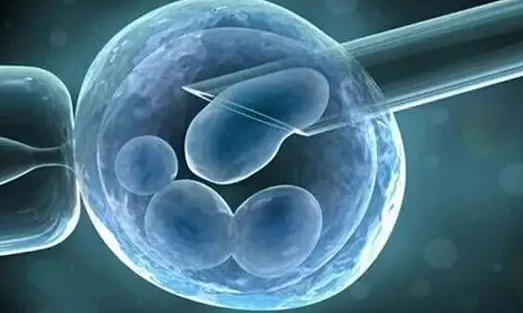 鲜胚和囊胚的区别是什么（试管鲜胚和囊胚哪个成功率高）