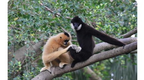中国两种长臂猿野外灭绝 专家建议开展专项调查保护相关物种