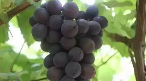 抗真菌PIWI葡萄品种是哪种,什么是PIWI葡萄酒