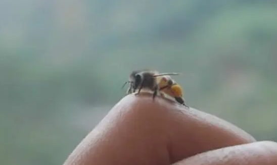 被蜜蜂蛰了会出现什么症状（被蜜蜂蛰了该怎么去治疗）
