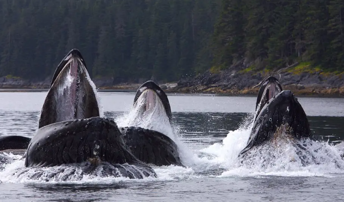座头鲸用气泡织网捕鱼神秘而幽远！宛若气吞山河！！