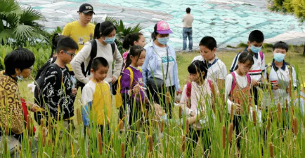 自然教育提高孩子哪些能力,自然教育给孩子带来什么
