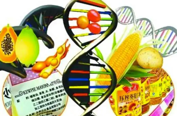 转基因食品怎么辨别（转基因食品的危害有哪些）