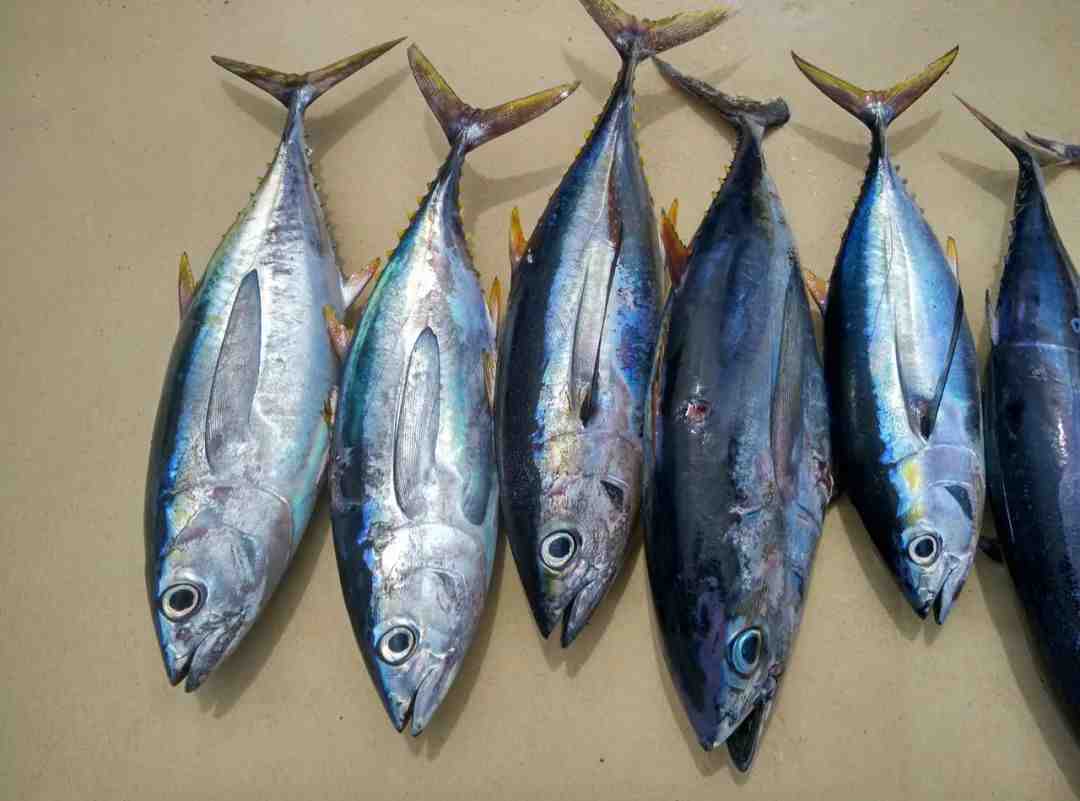 甲基汞对孕妇的伤害有多大?哪些鱼是高贡鱼类危害健康?