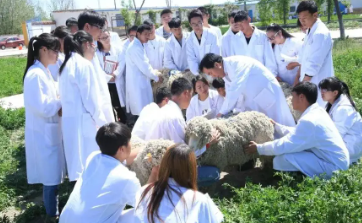 畜牧兽医是什么职称?哪些人能申评畜牧师职称 畜牧兽医是什么职称?哪些人能申评畜牧师职称