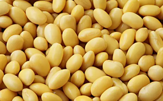 转基因大豆和非转基因大豆的区别 转基因大豆吃多了有害吗？