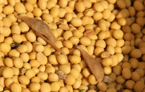 转基因大豆和非转基因大豆的区别 转基因大豆吃多了有害吗？