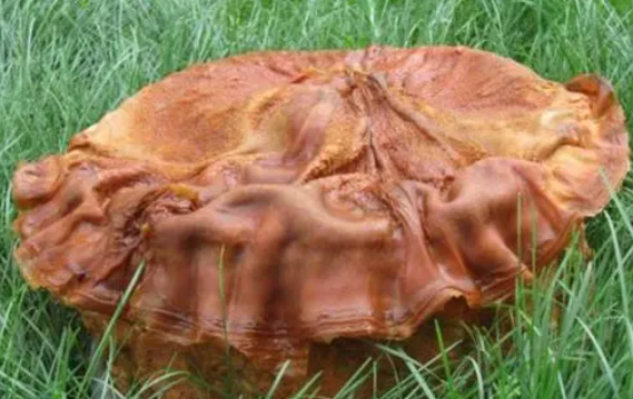 肉灵芝是什么东西功效如何(肉灵芝吃了对健康有好处吗)