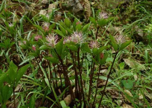 武汉发现新物种绯红金粟兰(绯红金粟兰能吃吗)