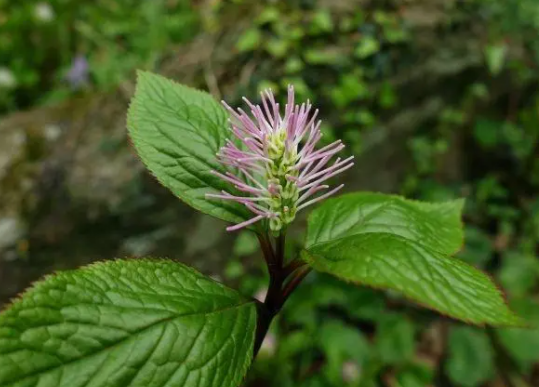 武汉发现新物种绯红金粟兰(绯红金粟兰能吃吗)