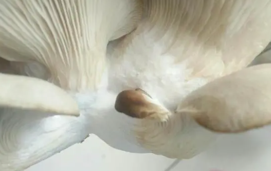蘑菇上面长了一层白毛还能吃吗 蘑菇上面长了一层白毛是因为什么