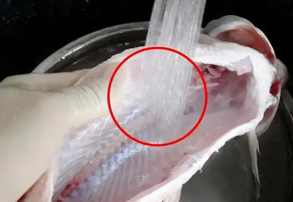 鱼肚子里的黑膜可以吃吗?鱼肚子里的黑膜怎么洗干净?