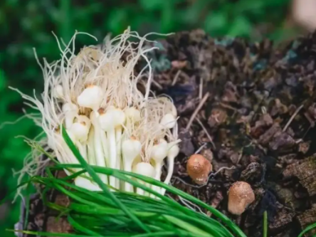 野蒜多吃可以预防妇科炎症吗(野蒜的功效与作用)